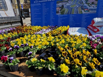 Zdjęcie do artykułu Bratki zwiastuny wiosny