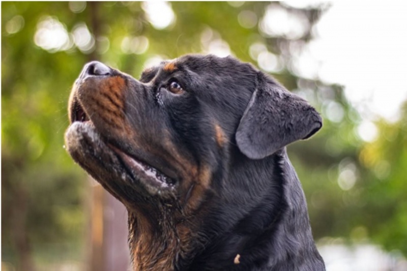 Pies rasy agresywnej Pies