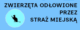 Zwierzęta odłowione przez Straż Miejską