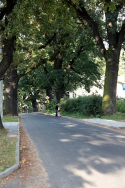Alejka w Zabełczu