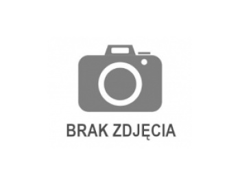 gołąb 