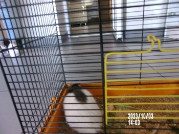 szczur