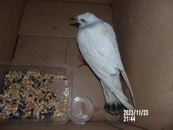 gołąb 