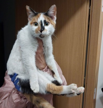 kot 