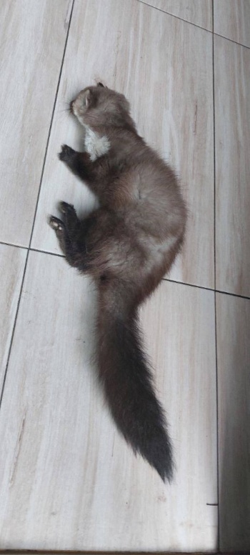 kuna