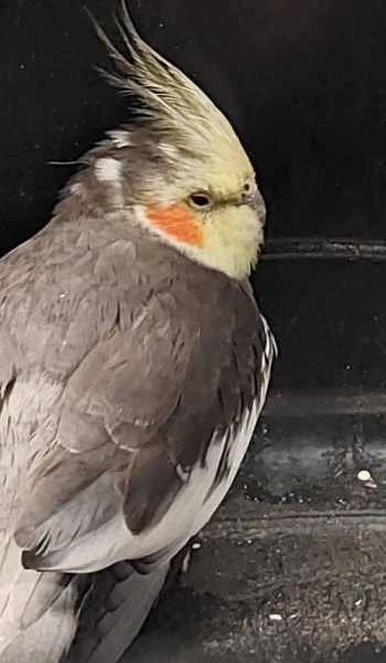 papuga