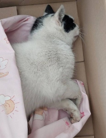 kot