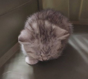 kot