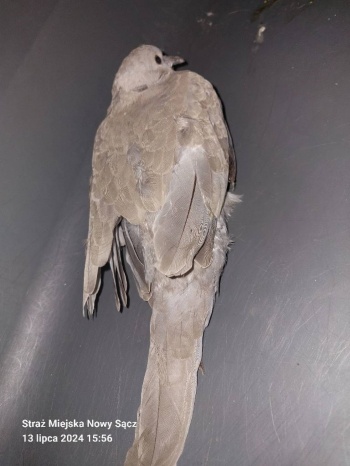 gołąb 