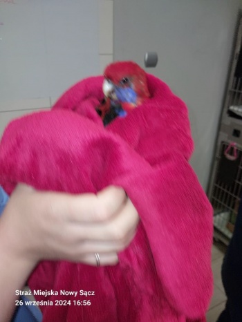papuga