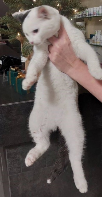 kot
