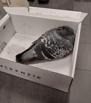 gołąb 