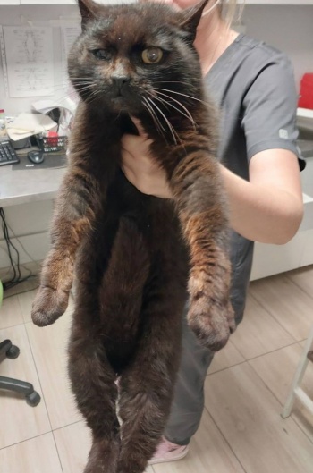 kot
