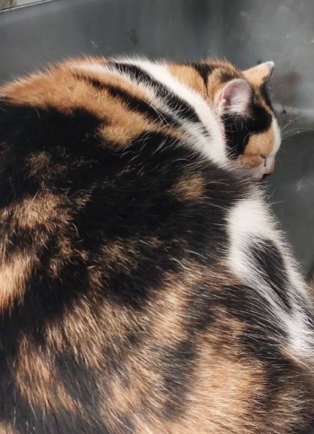 kot