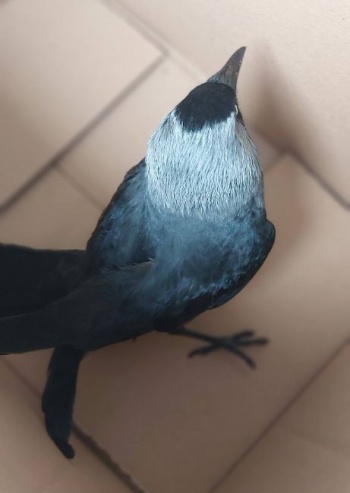ptak