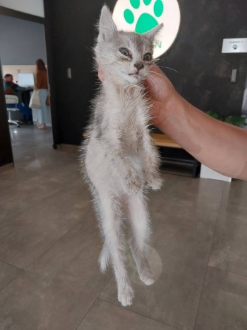 kot