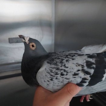 gołąb 