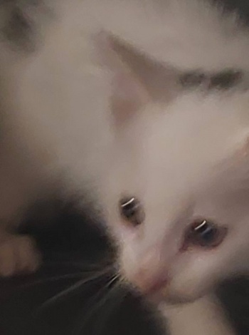 kot 