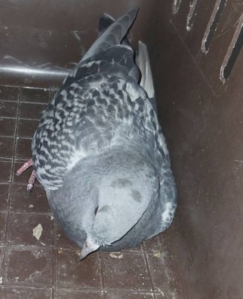 gołąb 