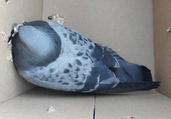 gołąb 