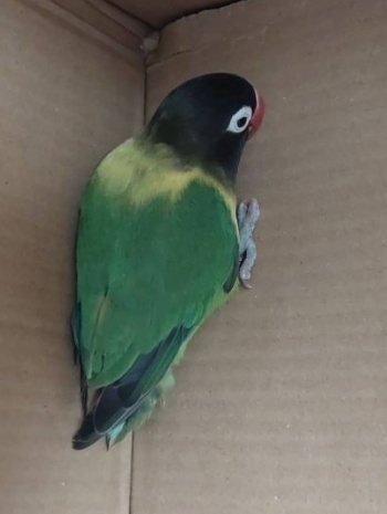 papuga