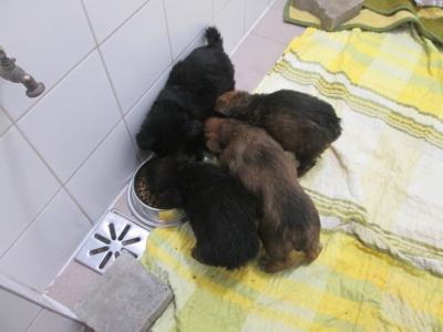 4 szczeniaki