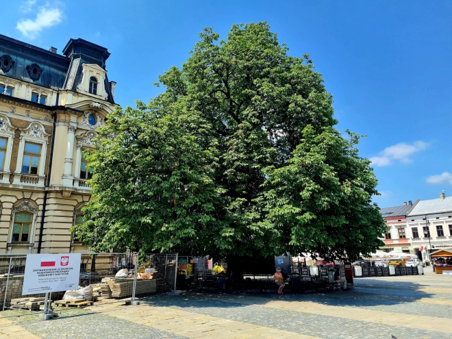 Kasztan przed
