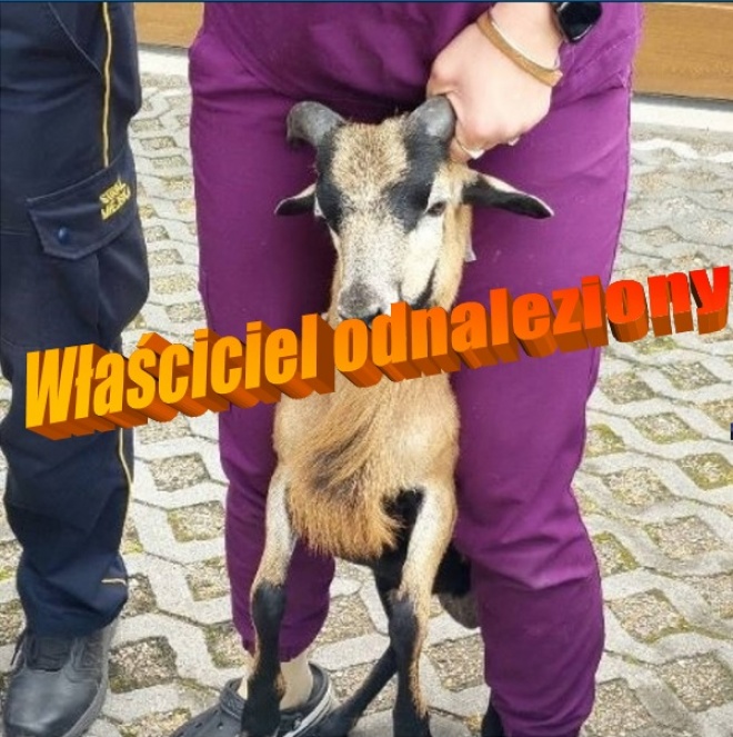 Koza znalazła dom