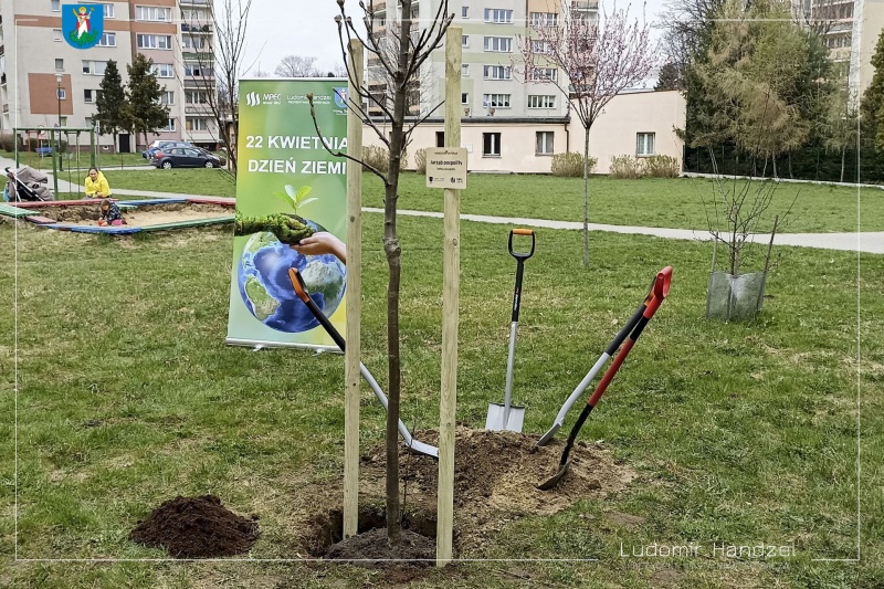 Nowe nasadzenie.